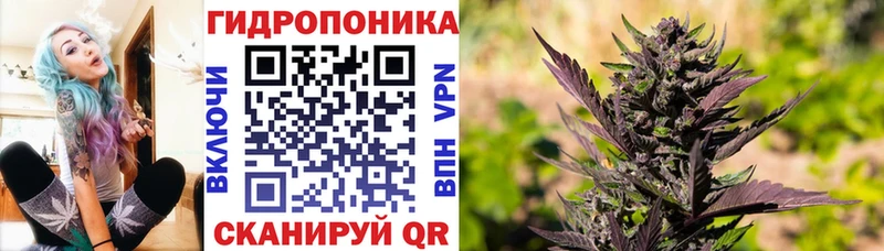 Шишки марихуана планчик  наркотики  Липки 